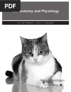 Cat Anatomy and Physiology