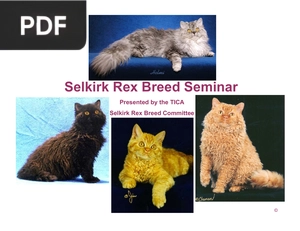 Selkirk Rex Breed Seminar