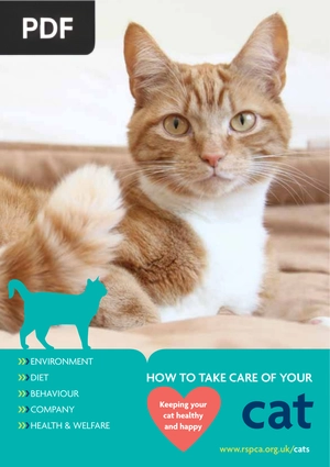 How to Take Care of Your Cat