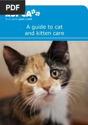 A guide to cat and kitten care