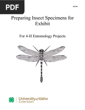 Preparing Insect Specimens for Exhibit