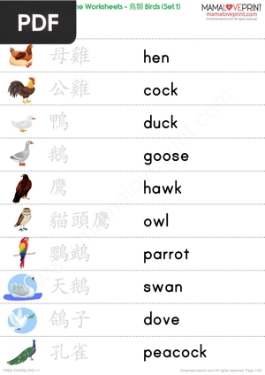 Birds Worksheets Vocabulary Exercise for School Printable Daily Activities