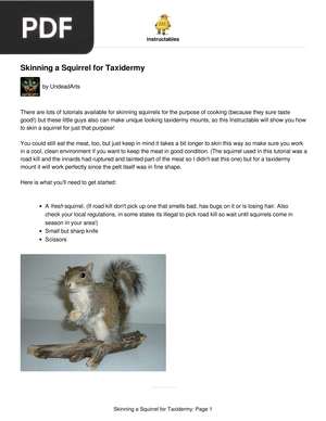 Skinning a Squirrel for Taxidermy