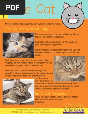 Fascinating Animals: The Cat