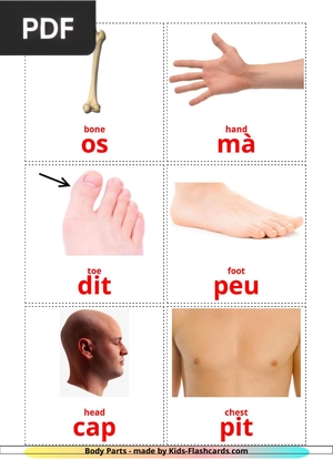 Body Parts flashcards