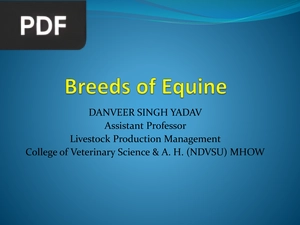 Breeds of Equine (Presentation)