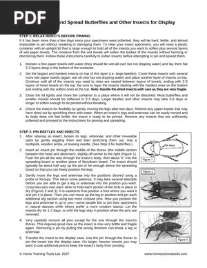 How to Pin and Spread Butterflies and Other Insects for Display