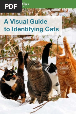 A Visual Guide to Identifying Cats (Article)