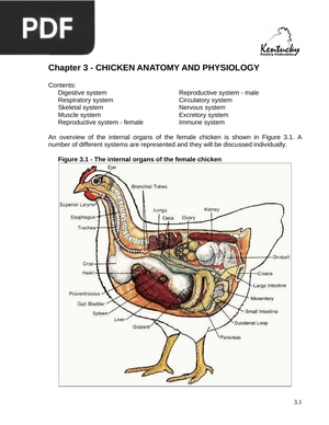 Chicken anatomy and physiology