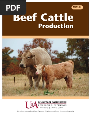 Beef Cattle Production