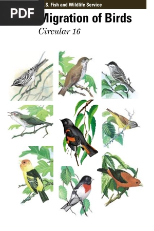 Migration of Birds