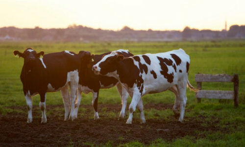 Animal Husbandry Books