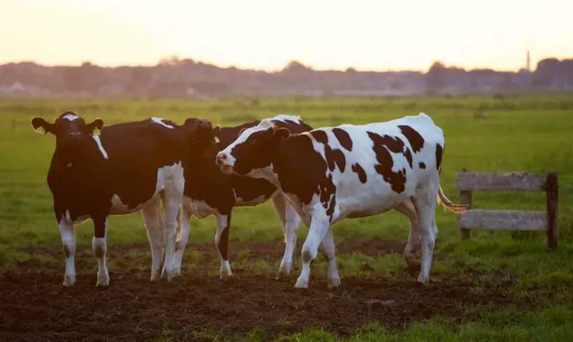 Animal Husbandry Books
