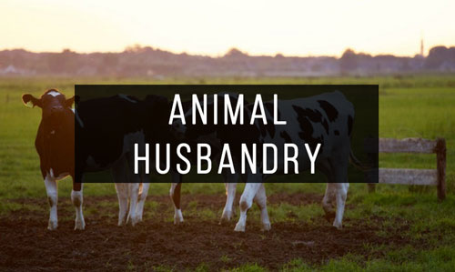 Animal-Husbandry Animal-Husbandry