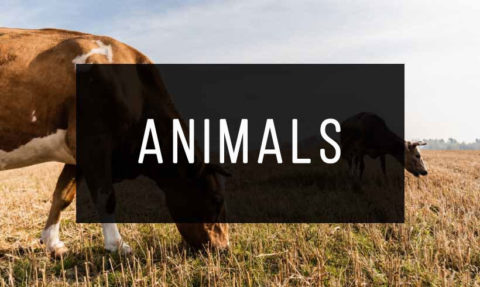 50+ Animal Books for Free! [PDF]