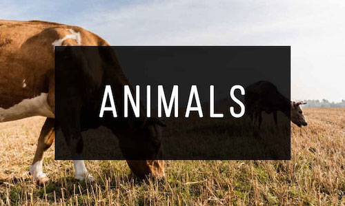Animals-Books_med