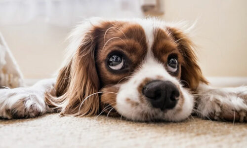 Dog Books