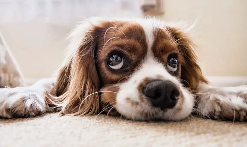 Dog training books pdf free download where can you download minecraft for free