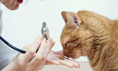 Veterinary Medicine Books