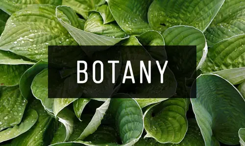 Botany Botany