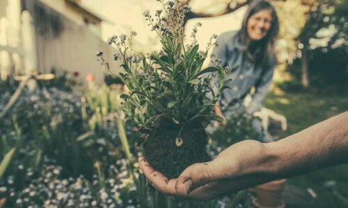 Gardening Books