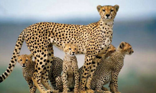 Animal Biology Books