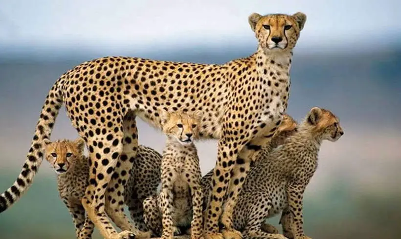 15+ Animal Biology Books for Free! [PDF] 