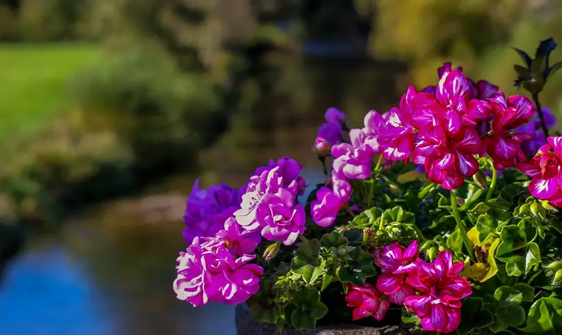 Bach-Flower-Books