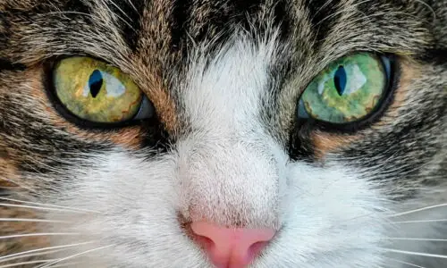 Cats Books