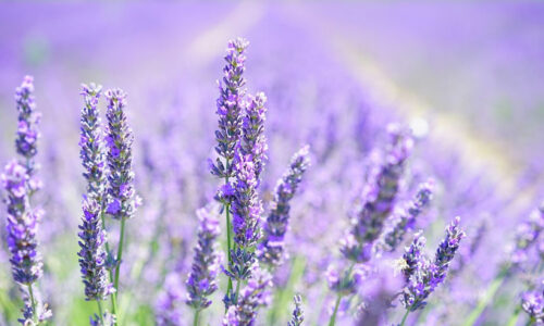 Homeopathy Books