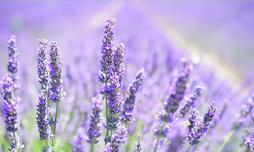 Homeopathy-Books