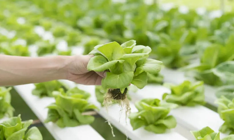 Hydroponics-Books