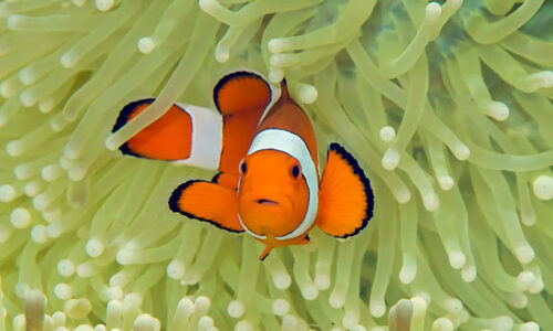 Marine Biology Books