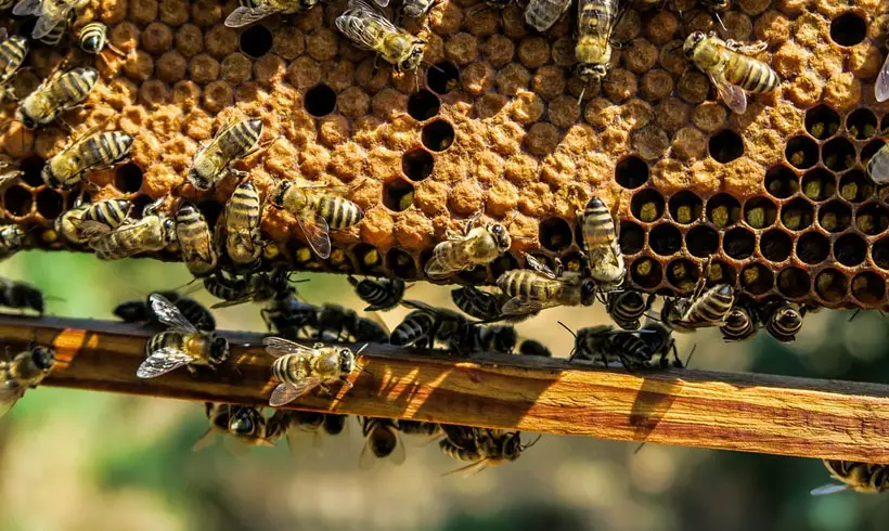 Beekeeping-Books