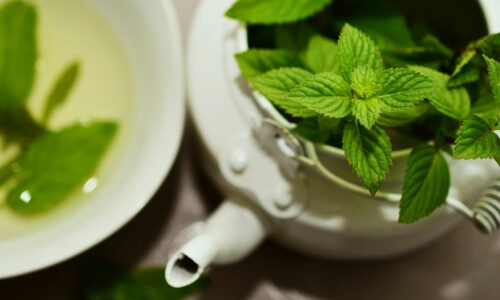 Medicinal Plants Books