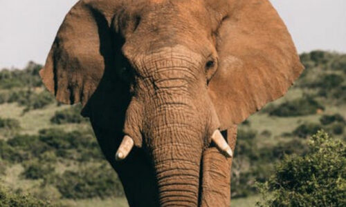 Animal Anatomy Books