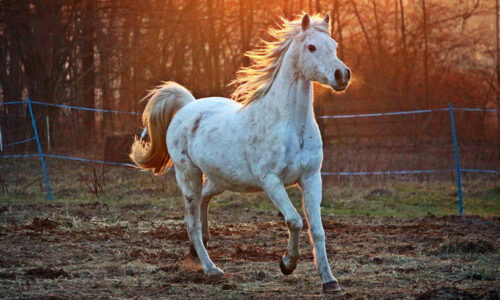 Horses Books