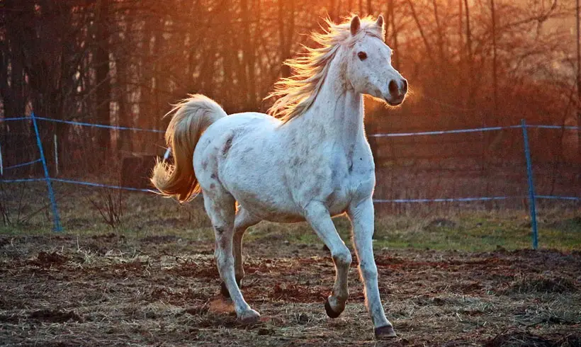 Horses-Books