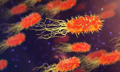 Bacteriology Books