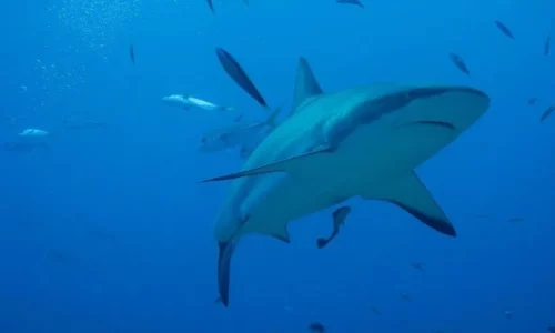 Sharks Books