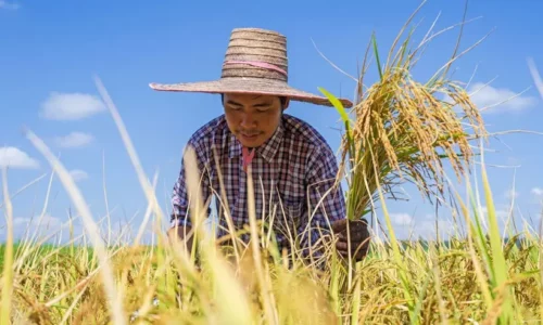 Agribusiness Management Books