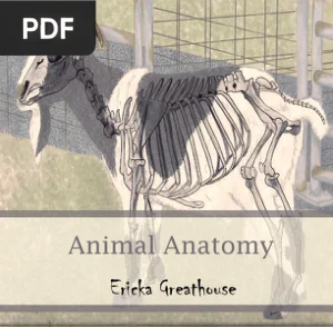 Animal Anatomy